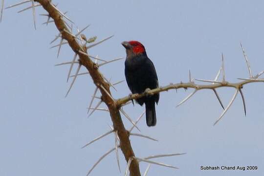 Image of Black-billed Barbet