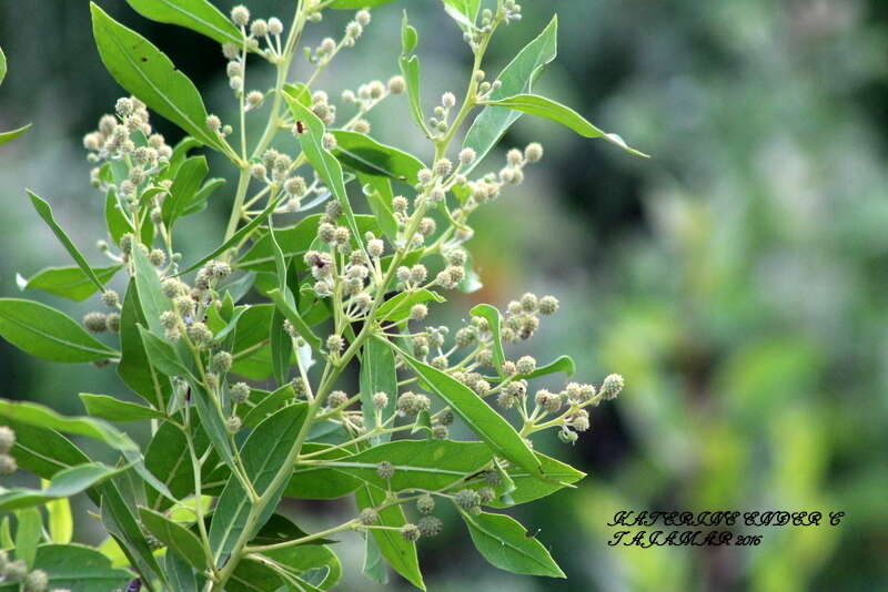 Image of mangrove