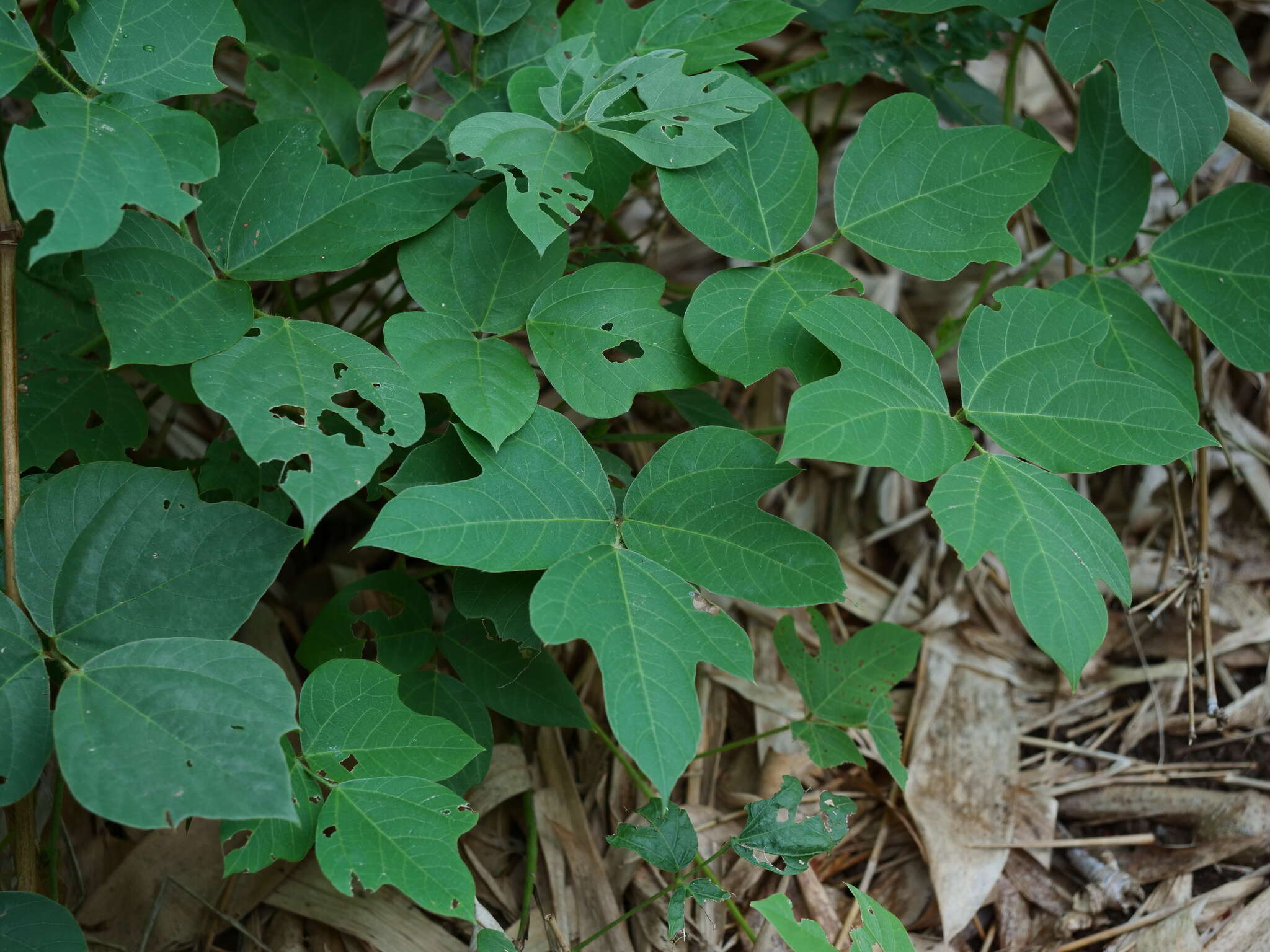 Image of <i>Pueraria montana</i> var. <i>thomsonii</i>