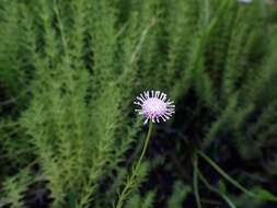 صورة Sclerolepis uniflora (Walt.) Britt., Sterns & Pogg.