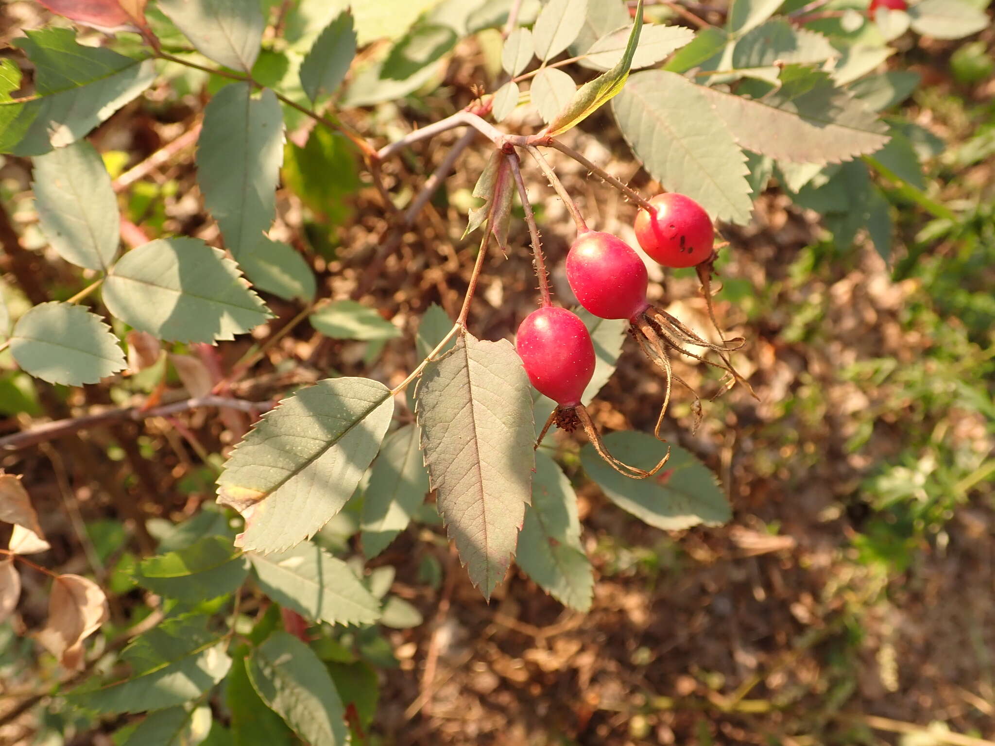 Plancia ëd Rosa glauca Pourret