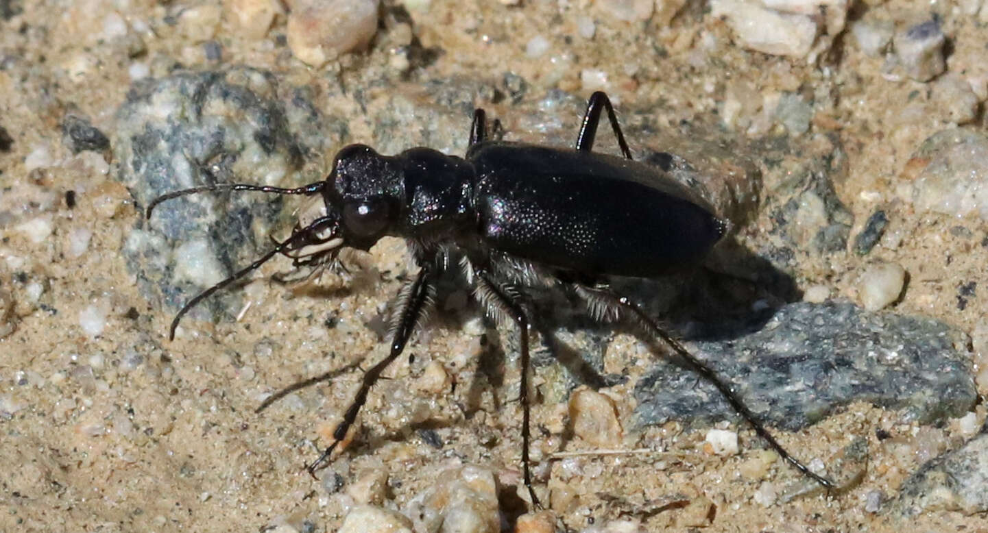 Image of Black-bellied tiger beetle