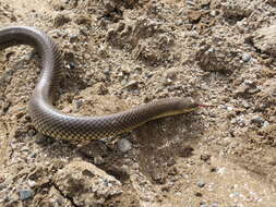 Image of Paraphimophis rusticus (Cope 1878)