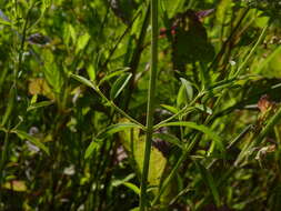 Image of Appalachian Mountain-Mint