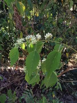 Image of Waltheria acuminata Rose