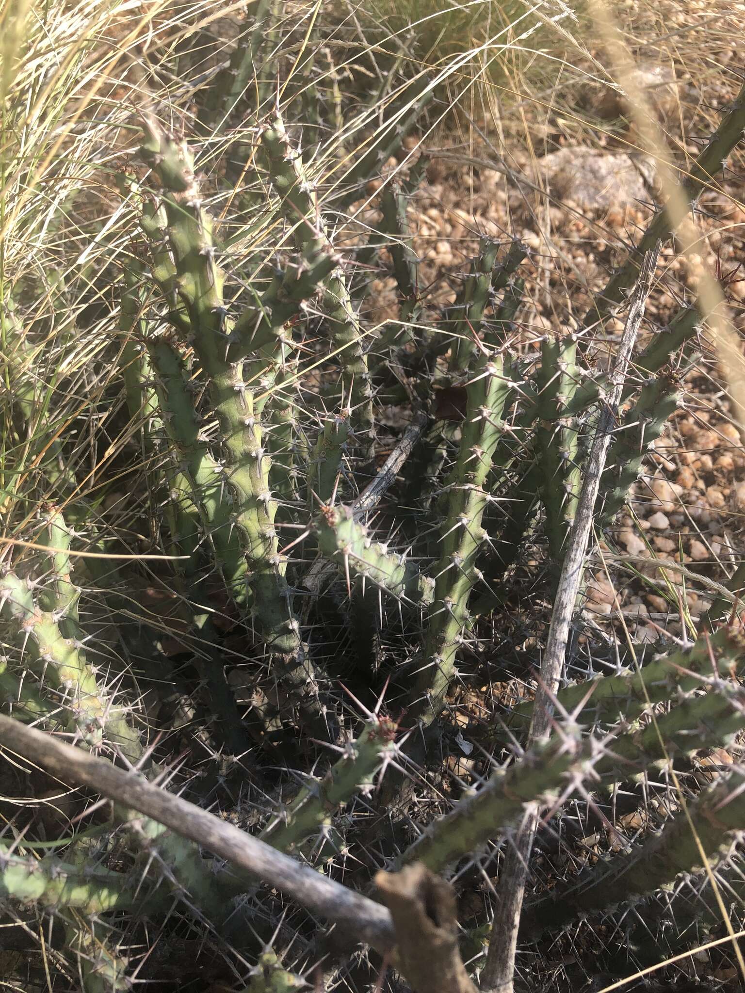 Image of Euphorbia schinzii Pax