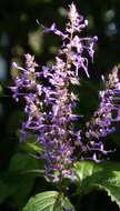 Image of Plectranthus ecklonii Benth.