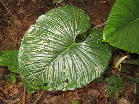 Image of Philodendron mamei André