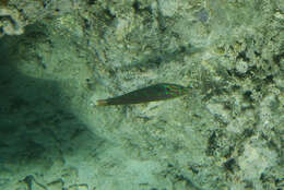 Image of Five striped surge wrasse