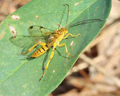 Imagem de Neotheronia septemtrionalis Krieger 1905