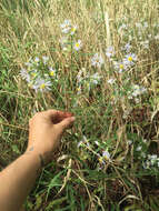 Image of white panicle aster