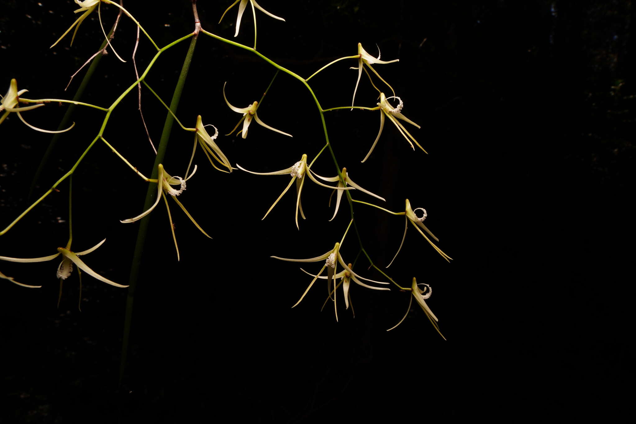 Dendrobium teretifolium R. Br. resmi