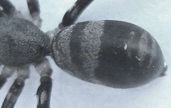 Image of Corinnomma semiglabrum (Simon 1896)
