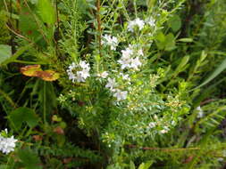 Image of Agathosma planifolia Sond.