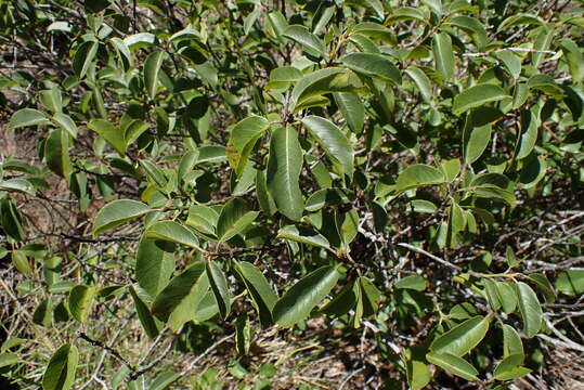 Image of California buckthorn