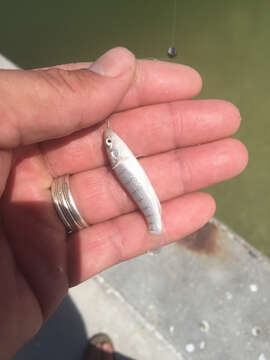 Image de Fundulus similis (Baird & Girard 1853)