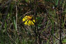 Image of Short-Leaf Sneezeweed