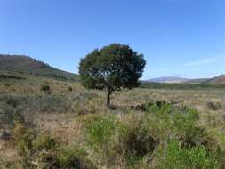 Image of black wattle