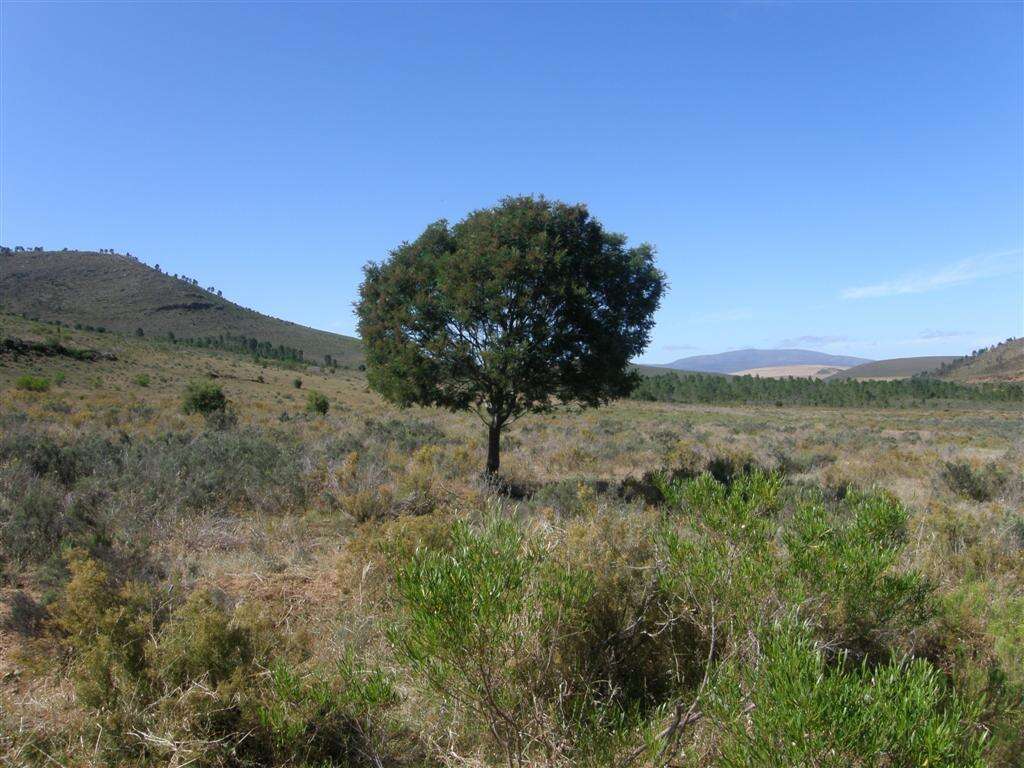 Image of black wattle