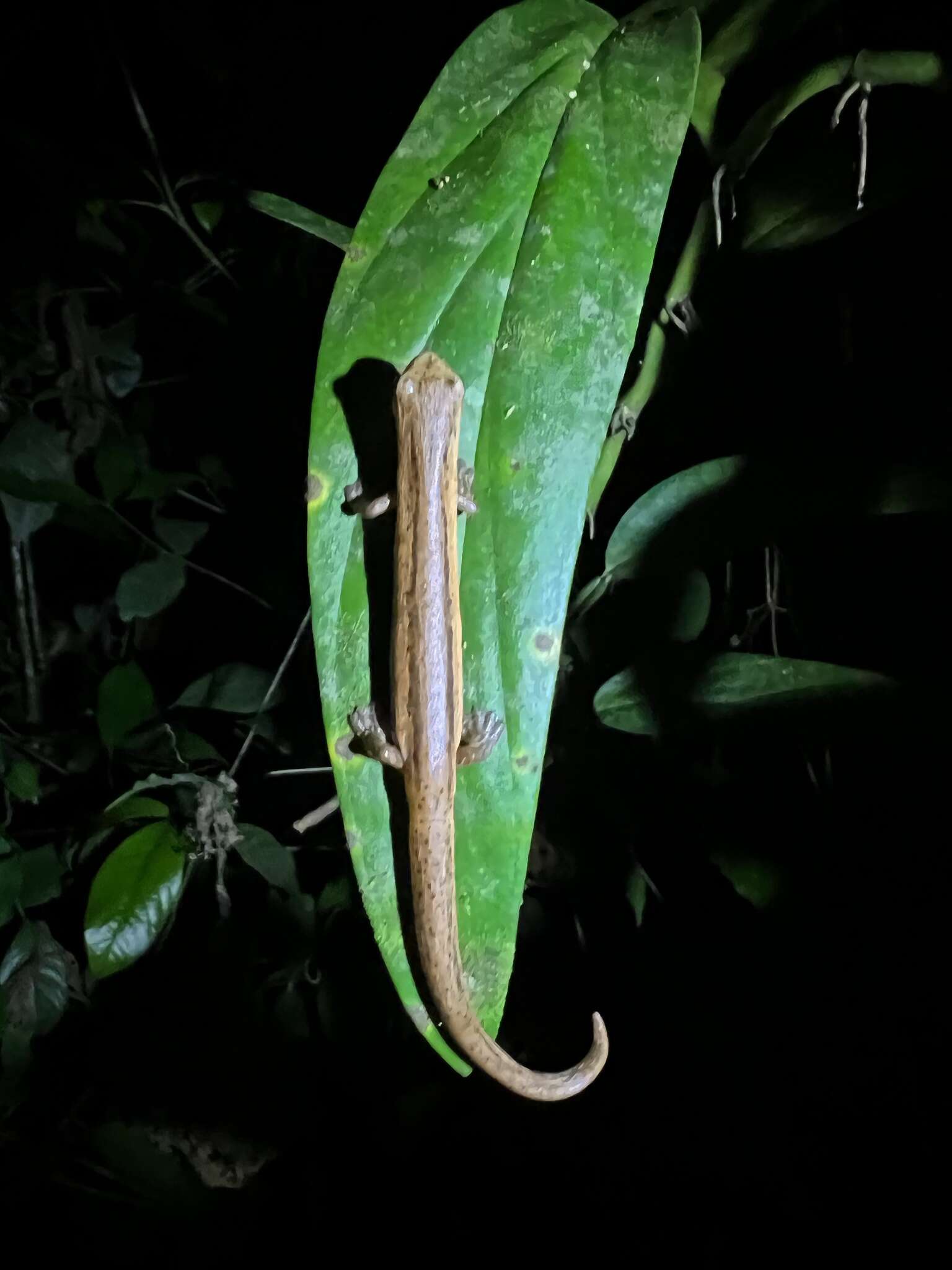 Image of Cukra Climbing Salamander