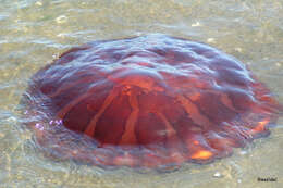 Image of sea nettle