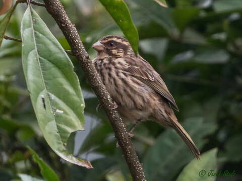 Image of Streaky Seedeater