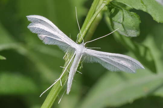 Image of Pterophorus