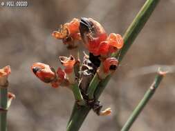 Image of Ephedra aphylla Forssk.