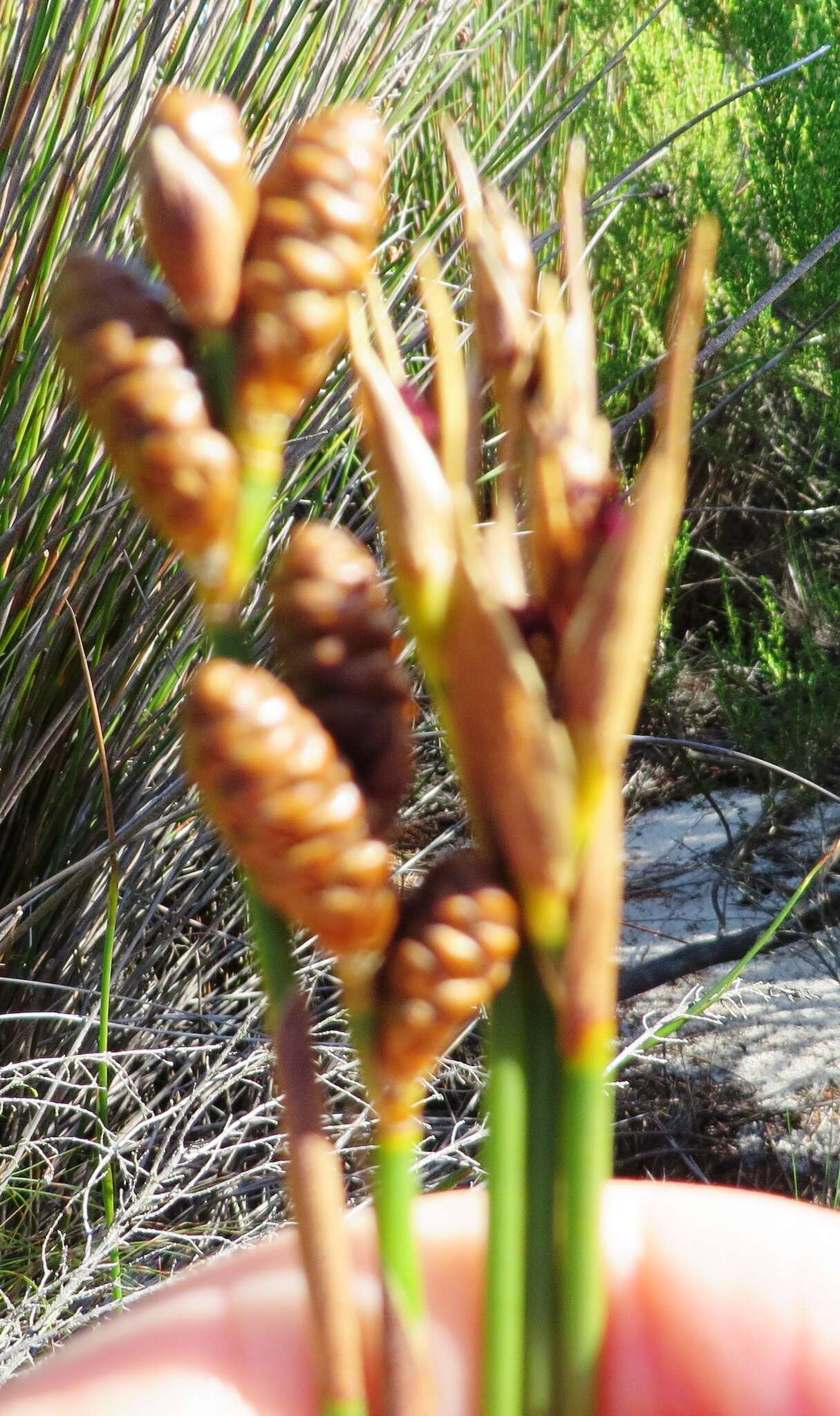 Nevillea obtusissimus (Steud.) H. P. Linder的圖片