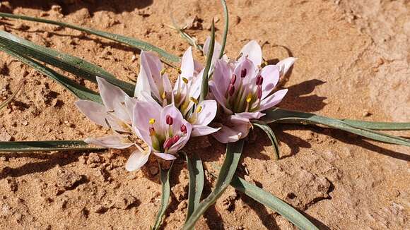 Image of Androcymbium gramineum (Cav.) J. F. Macbr.