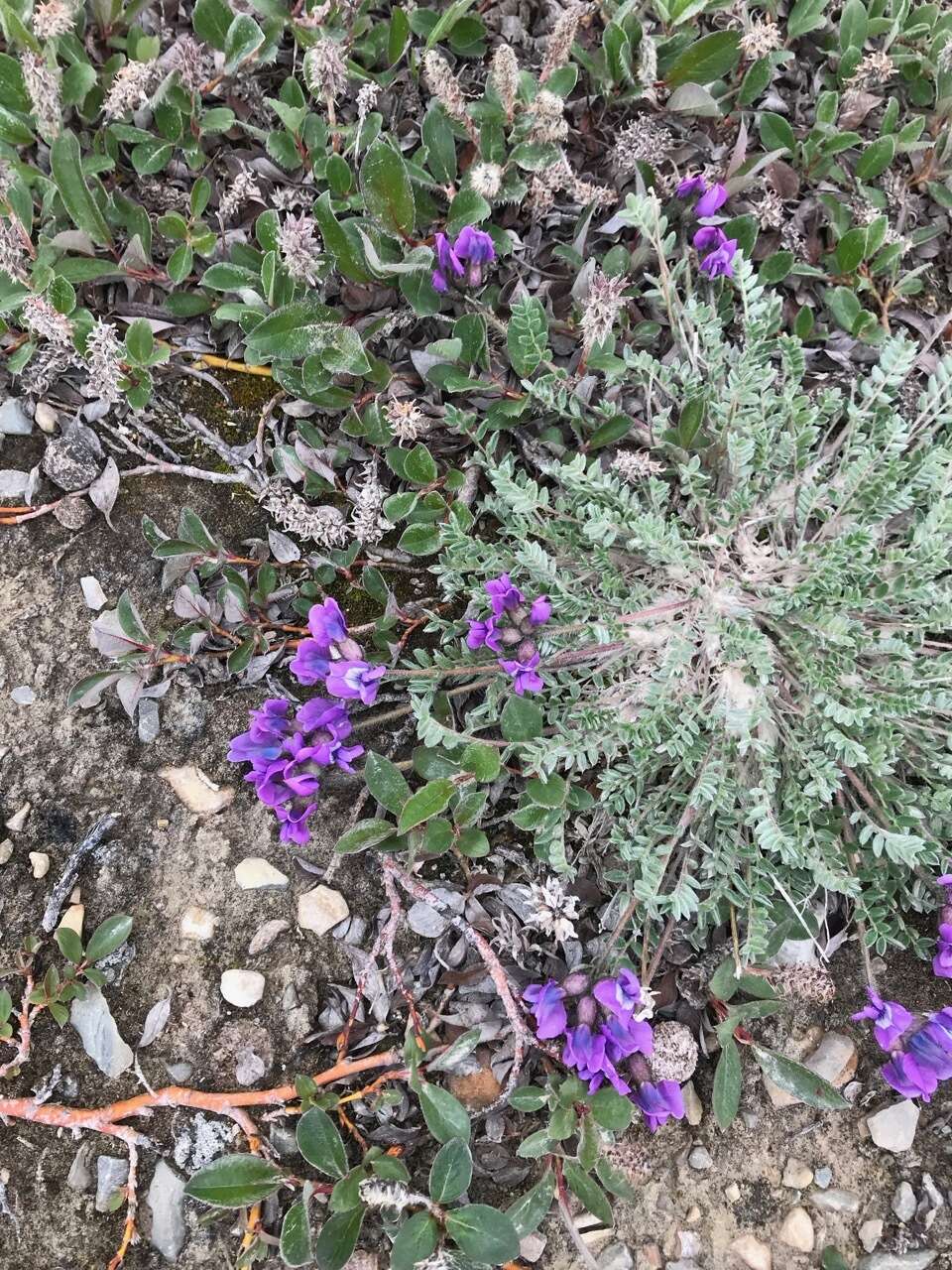 Image de <i>Oxytropis <i>arctica</i></i> var. arctica