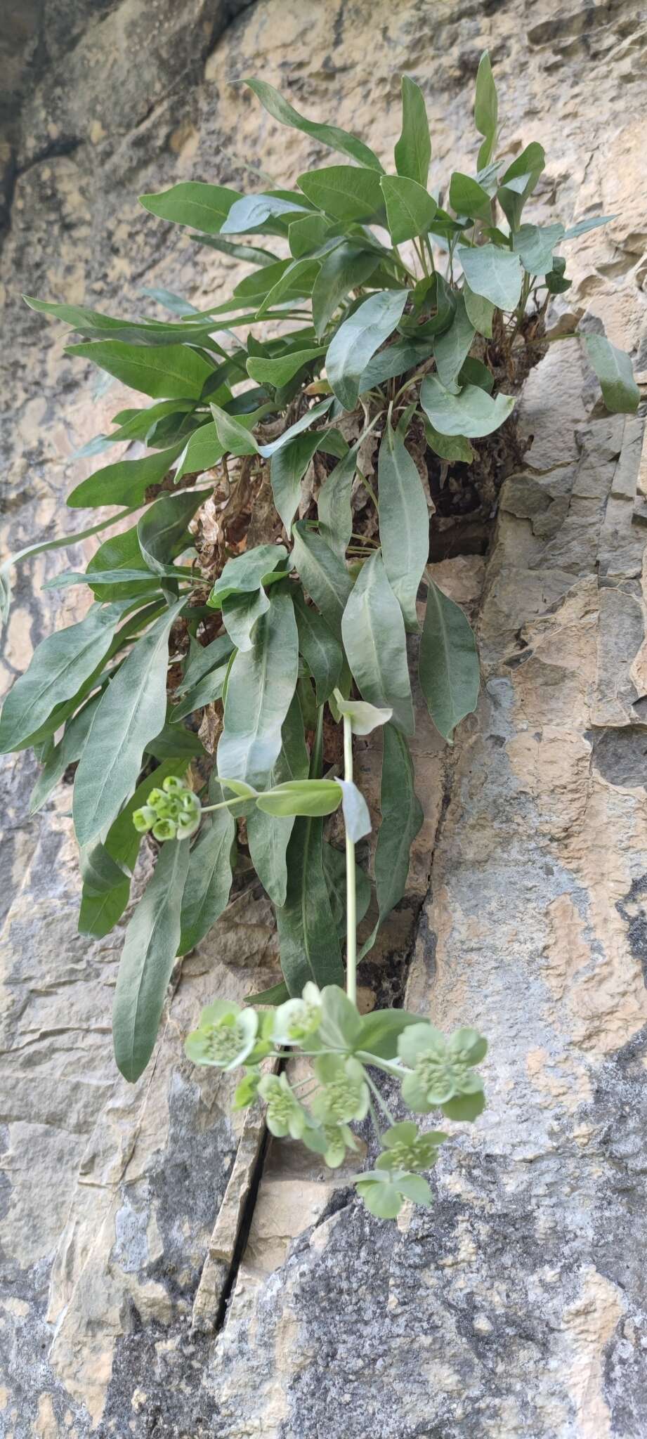 Bupleurum angulosum L. resmi