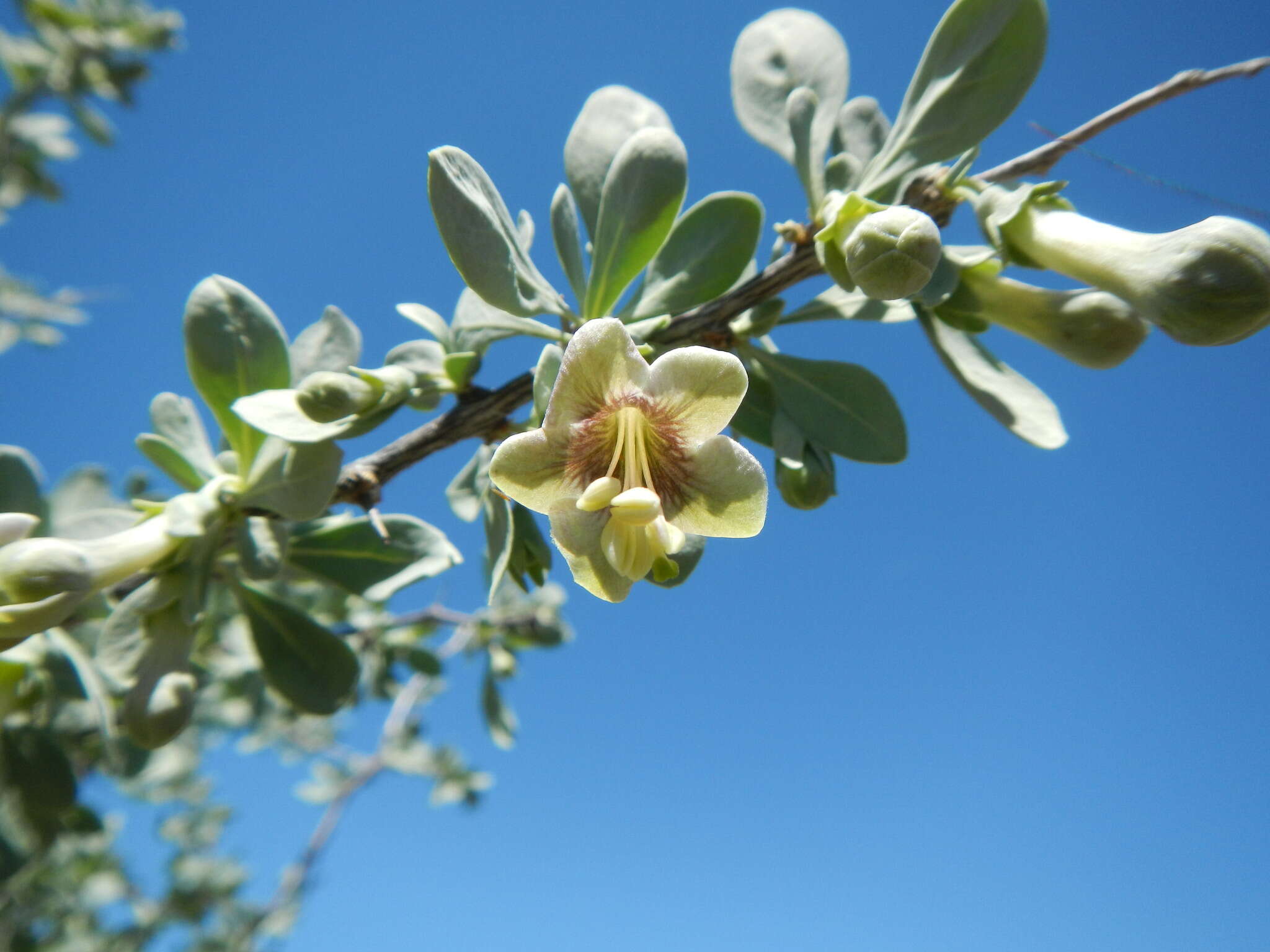 Image of pale desert-thorn