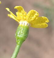 Image of Cineraria lobata subsp. lobata