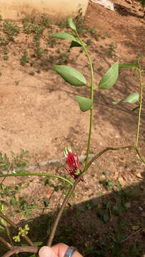 صورة Tapinanthus globiferus (A. Rich.) van Tiegh.