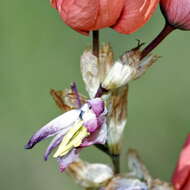 Image of Ixia vanzijliae L. Bolus