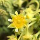 Ivesia shockleyi Wats.的圖片