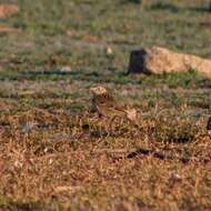 Image of Sprague's pipit