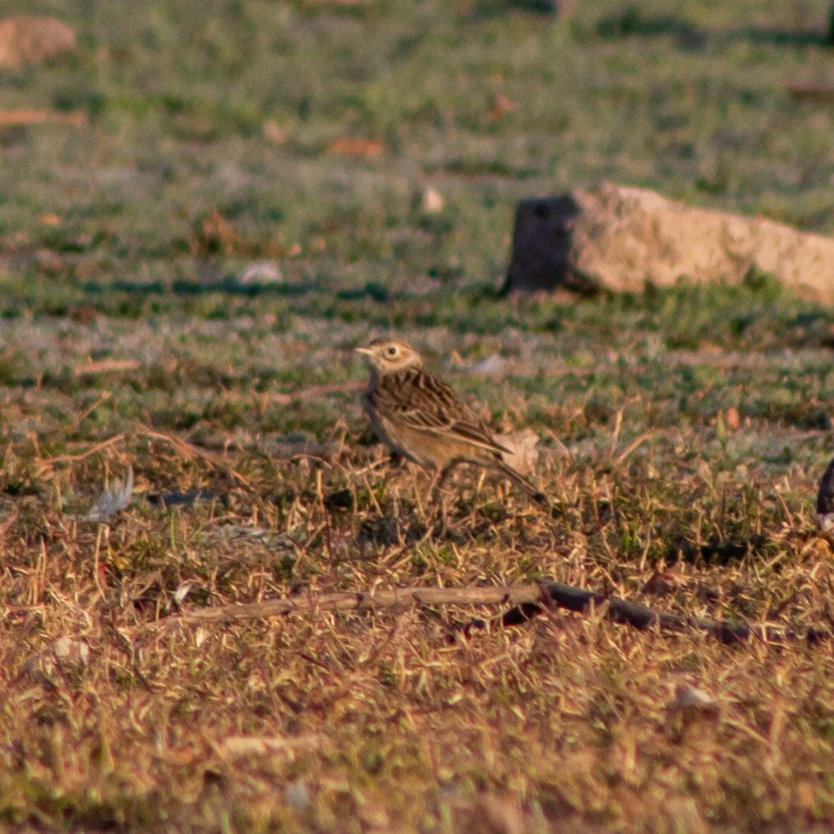 Image of Sprague's pipit