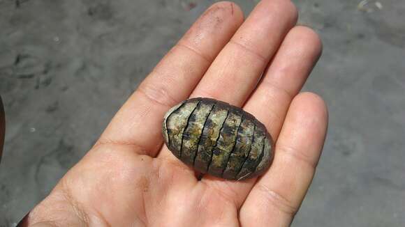 Image of smooth Panama chiton