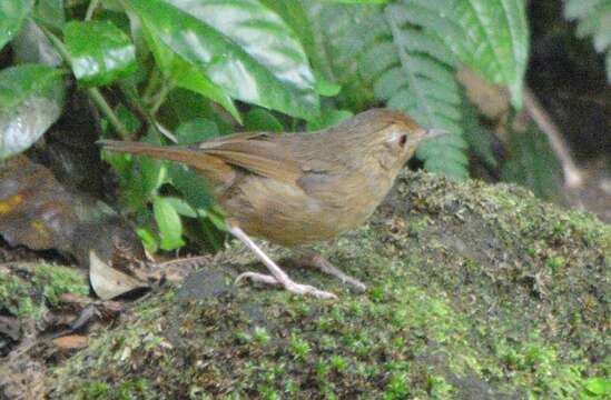 Image of Buff-breasted Babbler