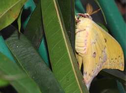 Imagem de Actias sinensis (Walker 1855)