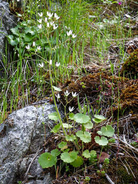 Image of Saxifraga rotundifolia subsp. rotundifolia