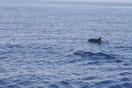 Image of Blue-white Dolphin