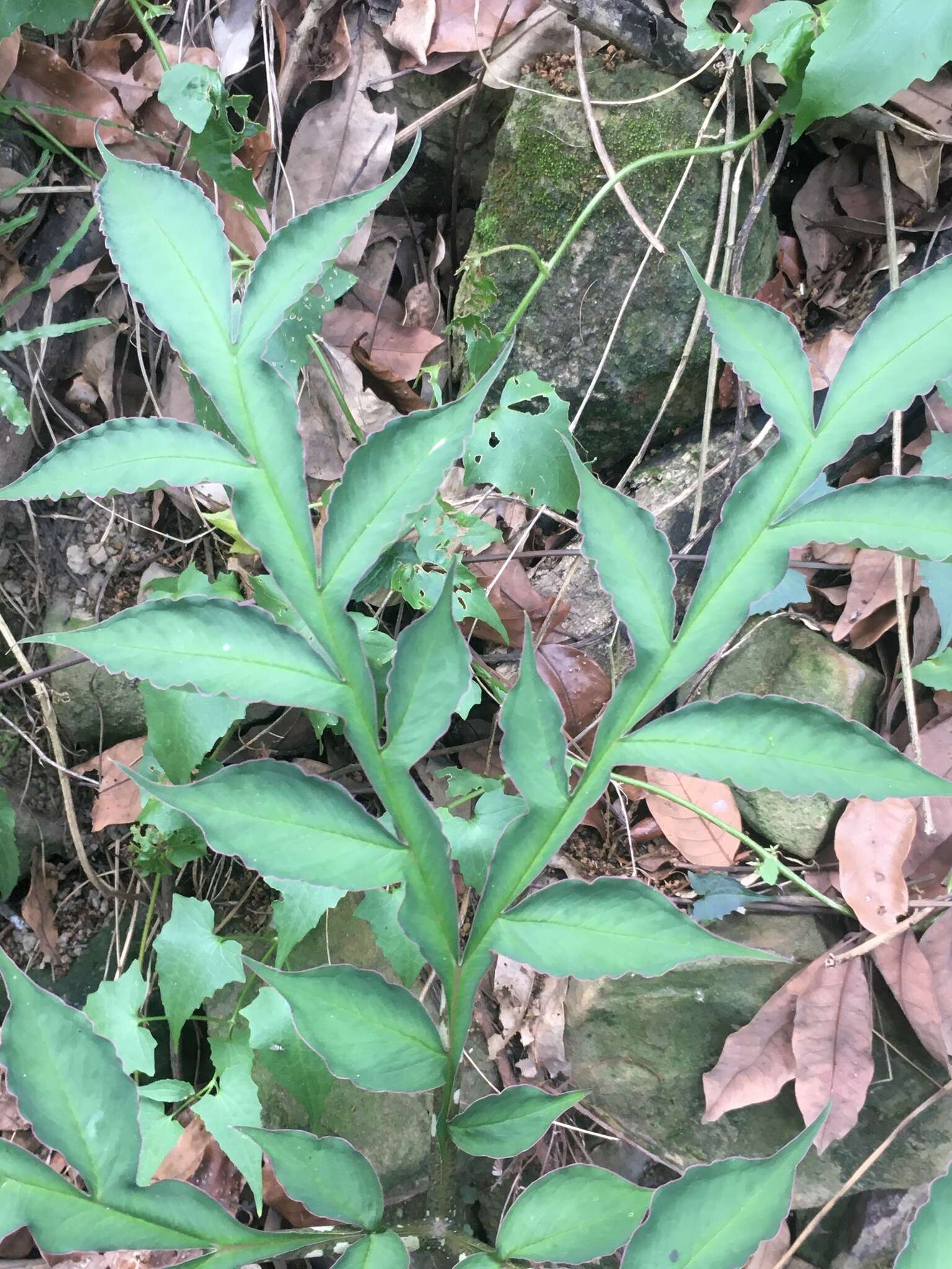 Image of Amorphophallus kiusianus (Makino) Makino