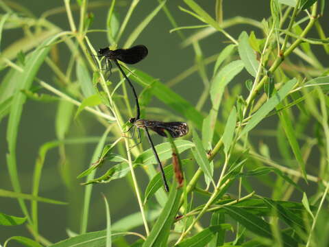 Image of Smoky Rubyspot