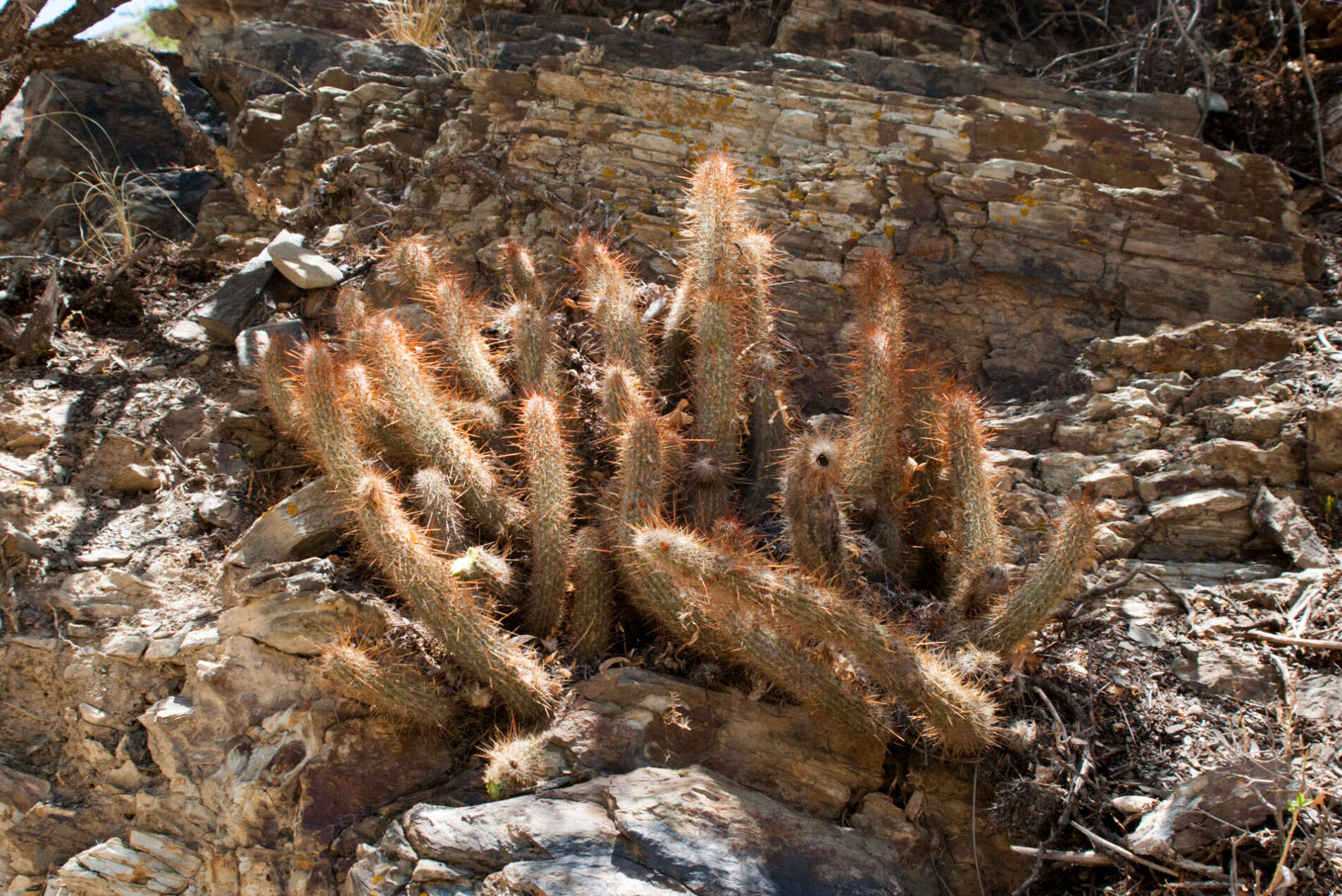 Image of Cleistocactus hyalacanthus subsp. tarijensis (Cárdenas) Mottram