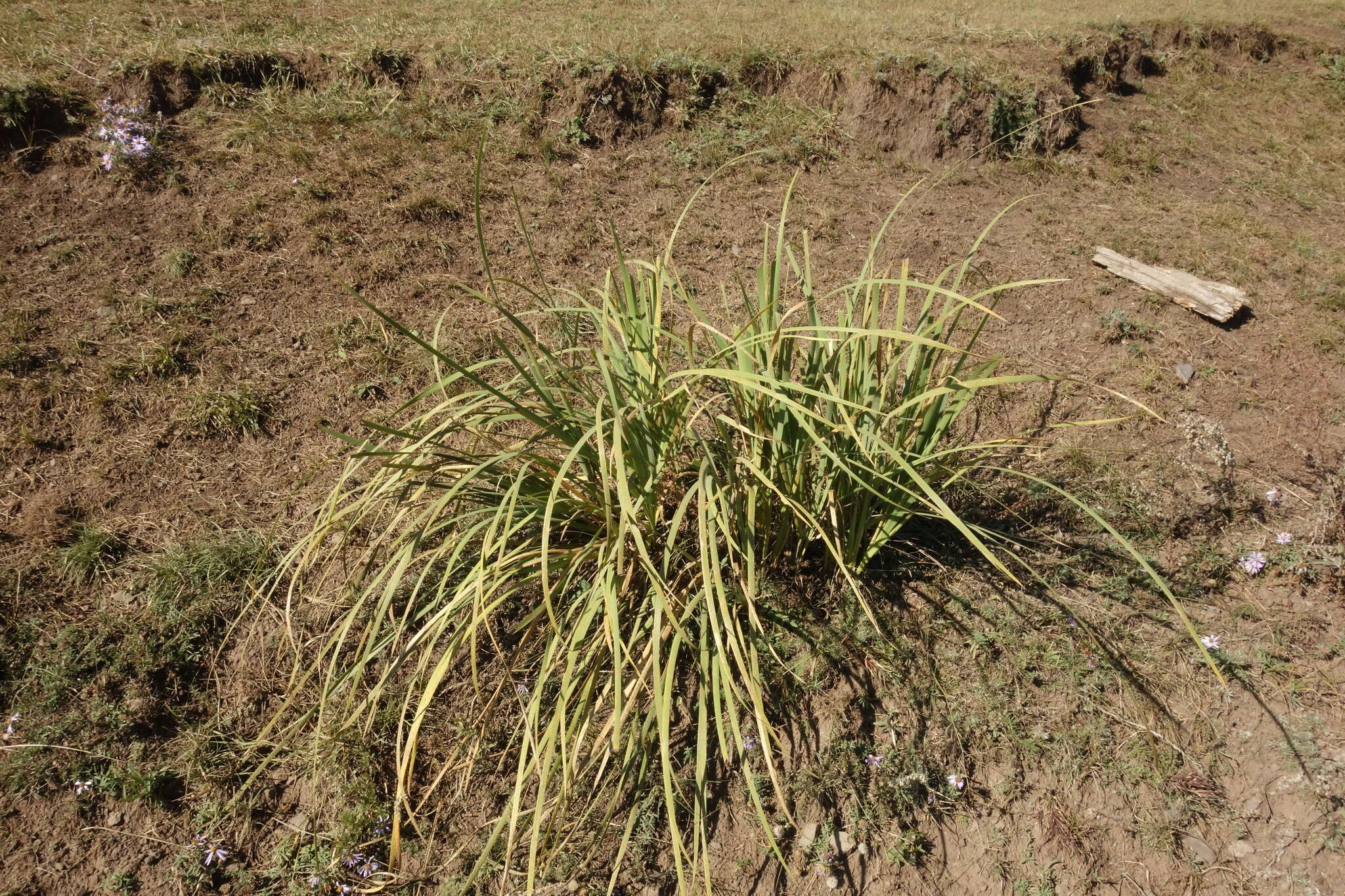 Plancia ëd Iris biglumis Vahl