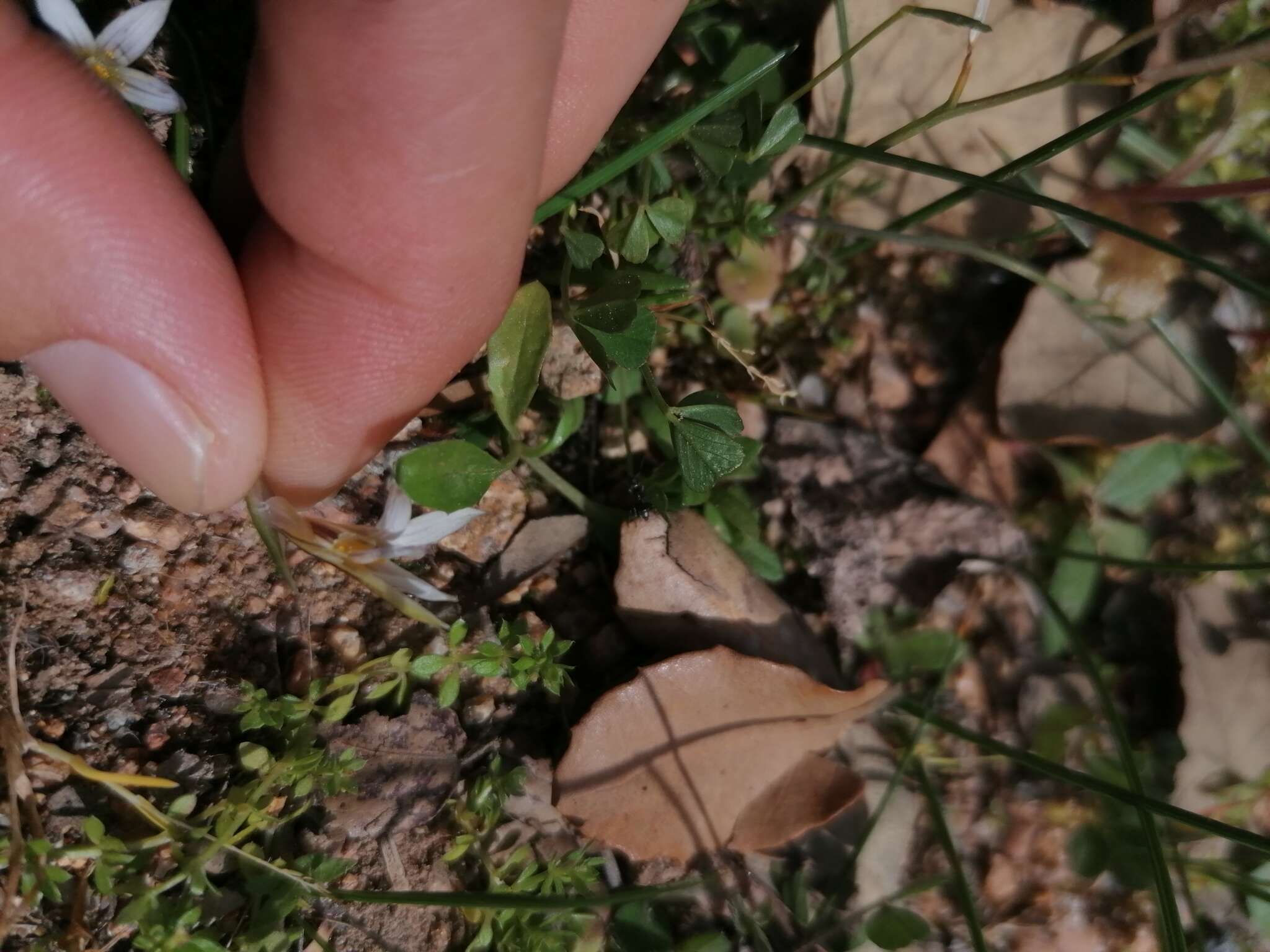 Image of Romulea columnae subsp. columnae