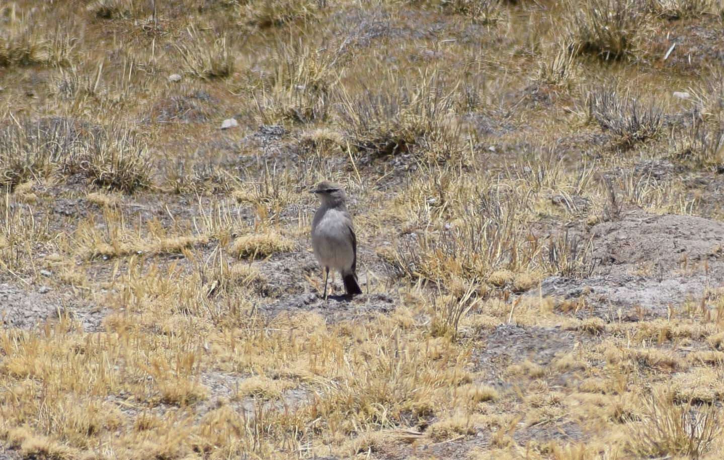 Image of Puna Ground Tyrant